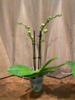 Double Spikes Phalaenopsis Twilight Star (3.5" pot) - Image 5