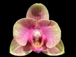 Double Spikes Phalaenopsis Twilight Star (3.5" pot)