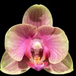 Double Spikes Phalaenopsis Twilight Star (3.5" pot)