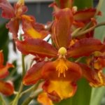 Quadruple Spikes - Odontocidium Catatante ‘Sun King’ Large Plants (3.5” pot)