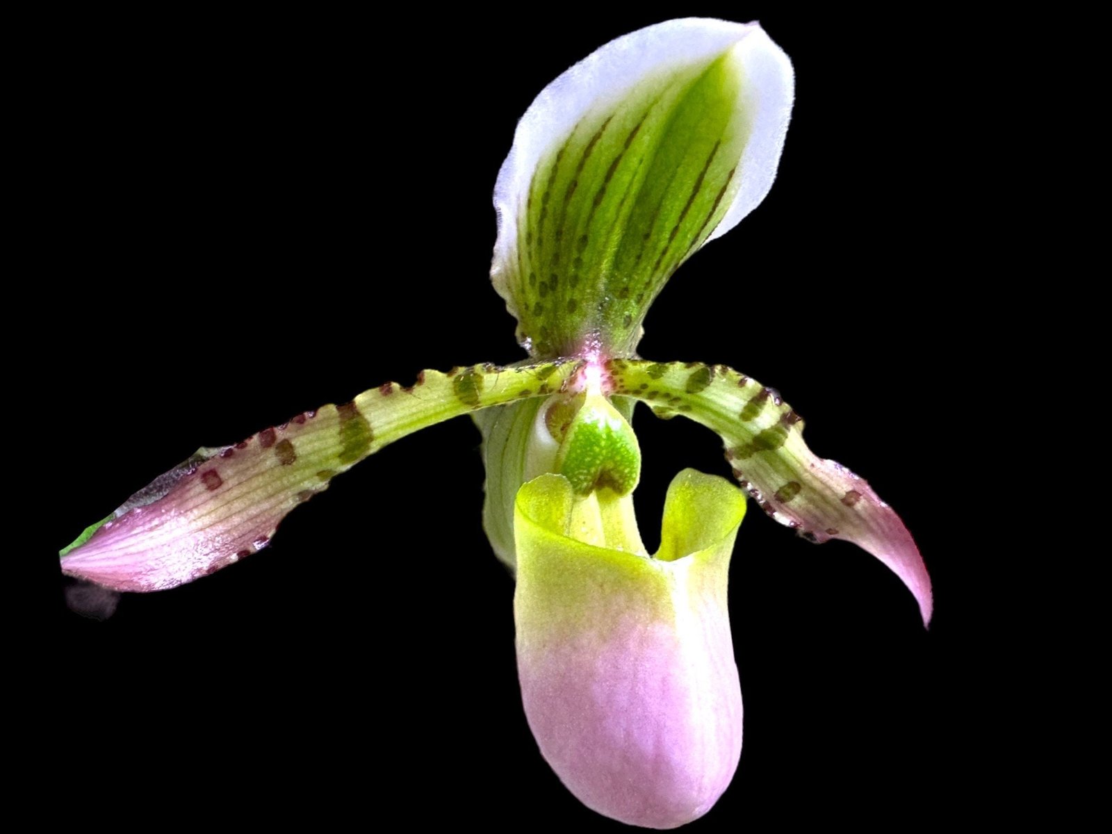 il_fullxfull.5949576230_5hiy.jpg Paphiopedilum Charlene Blooming Size 2 Growths (2” Pot) - Image 1