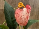 Rare - Anthurium scherzerianum (Cream with red dots) (4.5” pot)