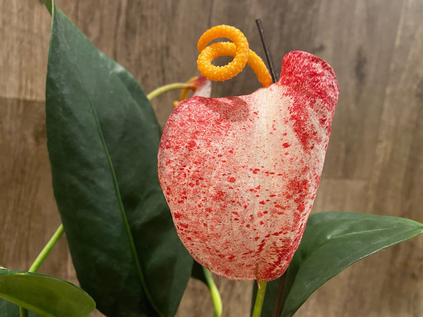 il_fullxfull.5997650209_djac.jpg Rare - Anthurium scherzerianum (Cream with red dots) (4.5” pot) - Image 1