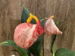 Rare - Anthurium scherzerianum (Cream with red dots) (4.5” pot) - Image 2