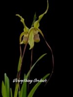 Phragmipedium Leslie Garay (longifollum 'Blast as Night' x caudatum var. warszewiczlanum) (Four Growths 4.5” pot)