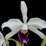 Fragrant - Cattleya purpurata v. schusteriana x  purpurata (3.5” pot)