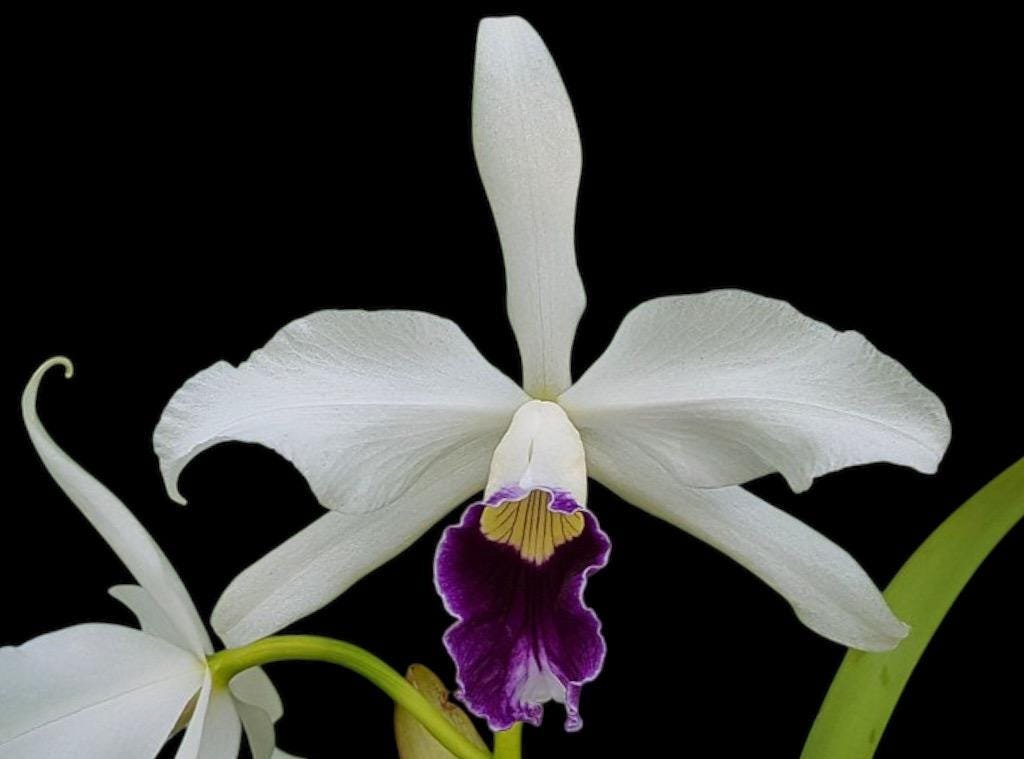il_fullxfull.6900811527_pr83.jpg Fragrant - Cattleya purpurata v. schusteriana x purpurata (3.5” pot) - Image 1