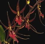 DeGarmoara Pinot Princess 'Scary' (3.5" pot)