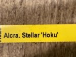 Aliceara Stellar Hoku (3.5” Pot) - Image 6