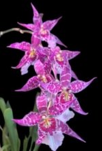 Aliceara Stellar Hoku (3.5” Pot) - Image 2