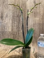 Double Spikes Phalaenopsis (Younghome KaKa x Saitama Alliance) (3.5" pot) - Image 6