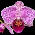 Double Spikes Phalaenopsis (Younghome KaKa x Saitama Alliance) (3.5" pot)