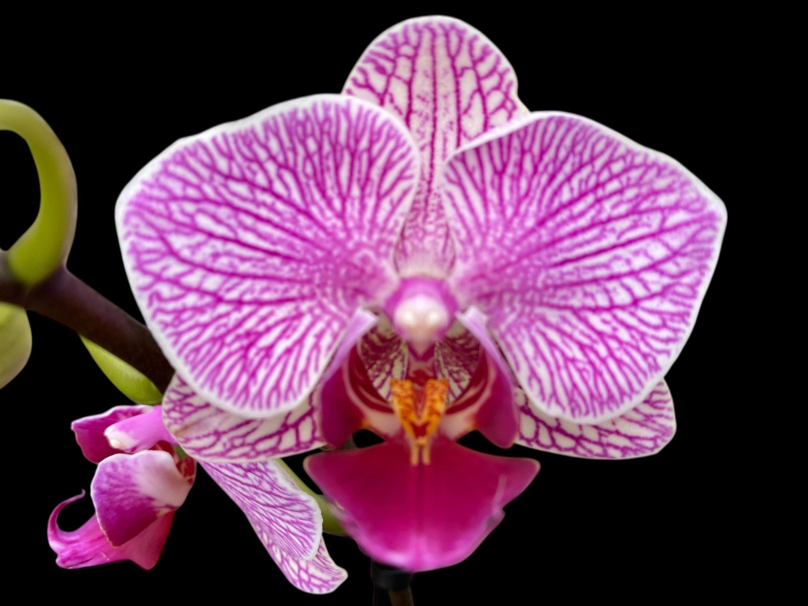 il_fullxfull.7623257612_hpa9.jpg Double Spikes Phalaenopsis (Younghome KaKa x Saitama Alliance) (3.5" pot) - Image 1