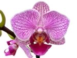 Double Spikes Phalaenopsis (Younghome KaKa x Saitama Alliance) (3.5" pot) - Image 2
