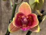 Double Spikes Phalaenopsis Sogo Allen Peloric (3.5 “ Pot) - Image 3