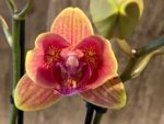 Double Spikes Phalaenopsis Sogo Allen Peloric (3.5 “ Pot) - Image 4