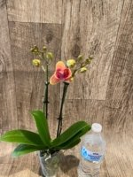 Double Spikes Phalaenopsis Sogo Allen Peloric (3.5 “ Pot) - Image 6