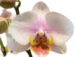 Double Spikes Phalaenopsis I-Hsin Berry Butter (3,5” Pot) - Image 2