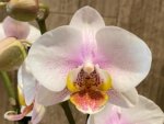 Double Spikes Phalaenopsis I-Hsin Berry Butter (3,5” Pot) - Image 4
