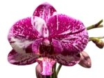 Double Spikes Phalaenopsis I-Hsin Super Star Rare Form (4.5" Pot) - Image 2