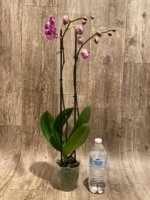 Double Spikes Phalaenopsis I-Hsin Super Star Rare Form (4.5" Pot) - Image 6
