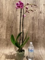 Double Spikes Phalaenopsis I-Hsin Super Star Rare Form (4.5" Pot) - Image 9