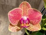 Double Spikes Phalaenopsis OX Yuanbao (3.5" pot) - Image 3