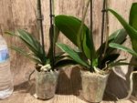 Double Spikes Phalaenopsis OX Yuanbao (3.5" pot) - Image 9