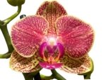 Double Spikes Phalaenopsis OX Yuanbao (3.5" pot) - Image 2
