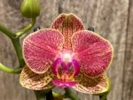 Double Spikes Phalaenopsis OX Yuanbao (3.5" pot) - Image 4