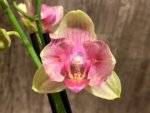 Double Spikes Phalaenopsis Twilight Star Peloric (3.5" pot) - Image 2