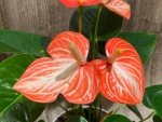 Novelty Rare Anthurium ‘Livium’ Orange (6” pot) - Image 3