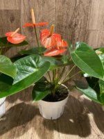 Novelty Rare Anthurium ‘Livium’ Orange (6” pot) - Image 4