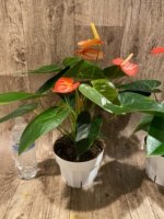 Novelty Rare Anthurium ‘Livium’ Orange (6” pot) - Image 6