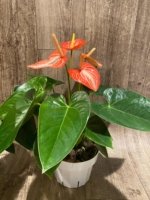 Novelty Rare Anthurium ‘Livium’ Orange (6” pot) - Image 5