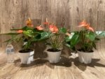 Novelty Rare Anthurium ‘Livium’ Orange (6” pot) - Image 7