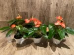 Novelty Rare Anthurium ‘Livium’ Orange (6” pot) - Image 8