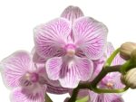 Double Spikes Phalaenopsis Tying Shin World Class (3" pot) - Image 2