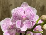 Double Spikes Phalaenopsis Tying Shin World Class (3" pot) - Image 4