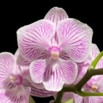 Double Spikes Phalaenopsis Tying Shin World Class (3" pot)