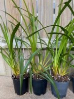 Cymbidium Terrapin Flyer #1 x Willunga Eyecatcher 'Barcelona' (5" pot) - Image 5