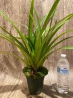 Phragmipedium Leslie Garay (longifollum 'Blast as Night' x caudatum var. warszewiczlanum) (Four Growths 4.5” pot) - Image 5