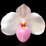 In Spike Paph. Delenatii (Fantastic Circle x Ice Storm) x Sib (3.5” pot)