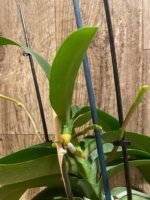 Double Spikes Phalaenopsis I-Hsin Seasame + One Keiki In Spike (4.5" pot) - Image 10