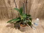 Double Spikes Phalaenopsis I-Hsin Seasame + One Keiki In Spike (4.5" pot) - Image 7