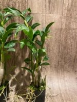 In Spikes/ Buds Dendrobium amethystoglossum x sib 4-5 Canes (2” pot) - Image 6