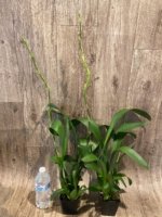 Double Spikes Beallara Marfitch ‘Howard’s Dream’ AM/AOS (3.5” Pot) - Image 4