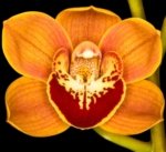 Cymbidium Enzan Shining 'Royale Flame' x self (5" pot)
