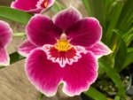 In Spike Miltoniopsis Edie Brown (3.5" Pot) - Image 2