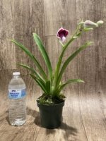 In Spike Miltoniopsis Edie Brown (3.5" Pot) - Image 3